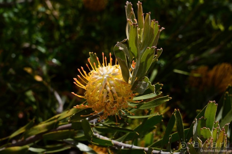 Кирстенбошские чудеса