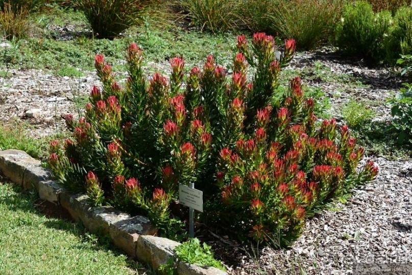 Кирстенбошские чудеса