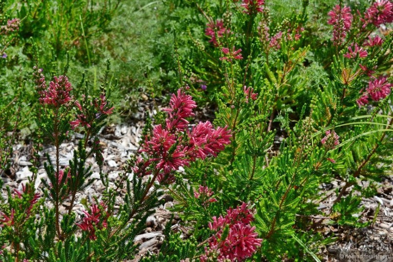 Кирстенбошские чудеса