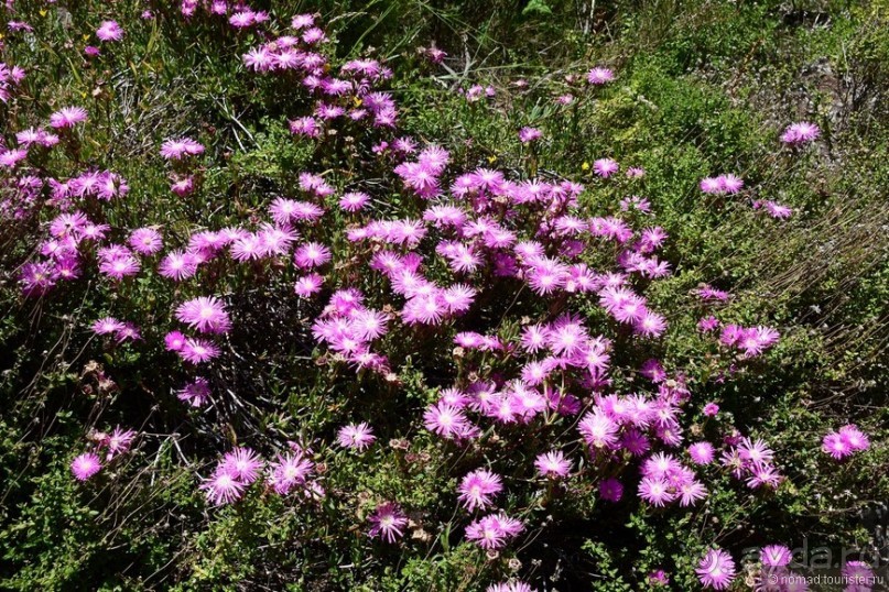 Кирстенбошские чудеса