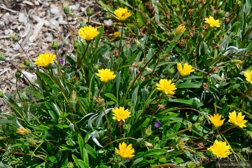 Кирстенбошские чудеса