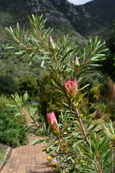 Кирстенбошские чудеса