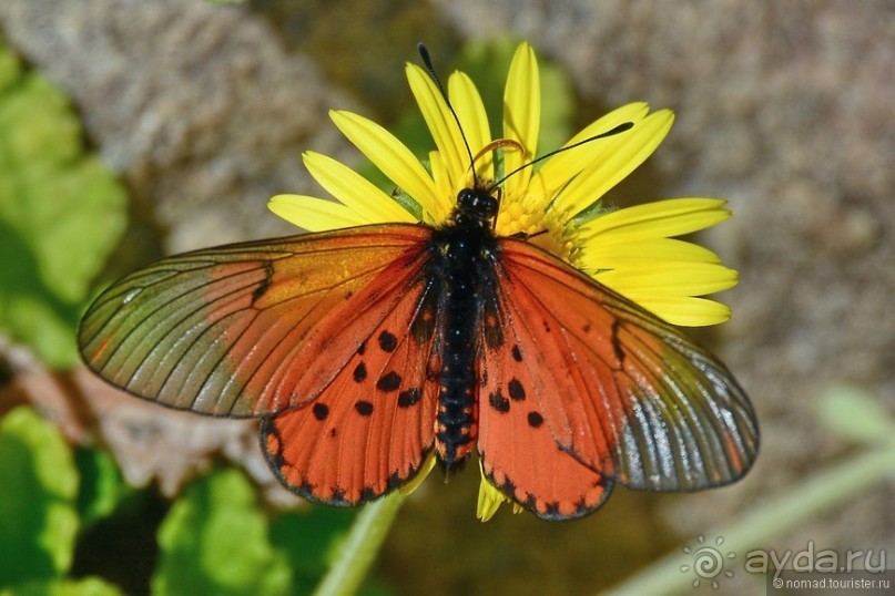 Кирстенбошские чудеса