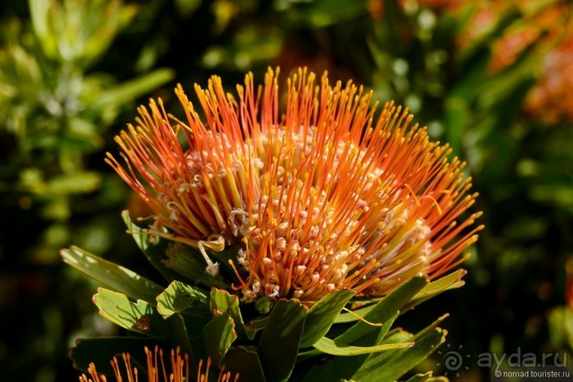 Кирстенбошские чудеса