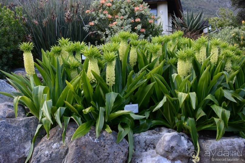 Кирстенбошские чудеса