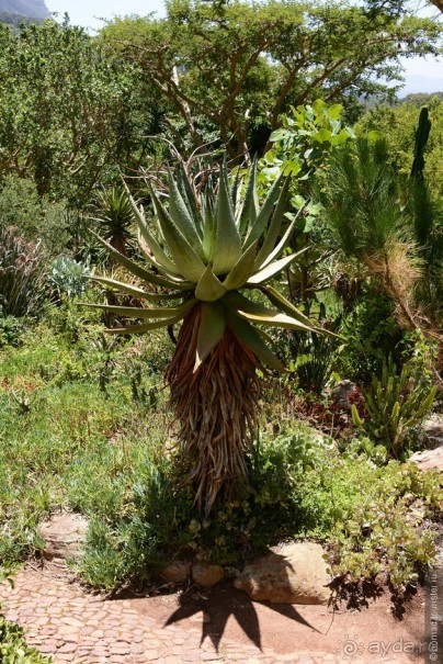Кирстенбошские чудеса