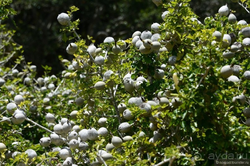 Кирстенбошские чудеса