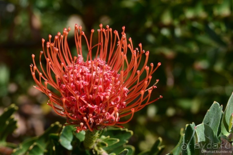 Кирстенбошские чудеса