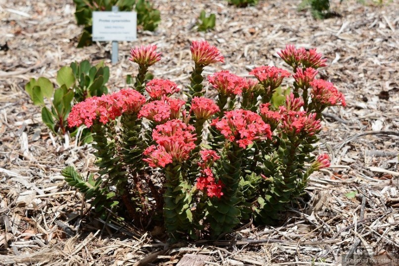 Кирстенбошские чудеса