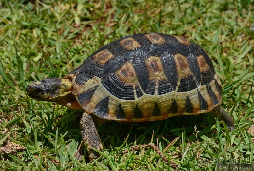 Кирстенбошские чудеса