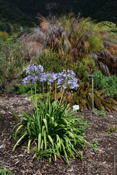 Кирстенбошские чудеса