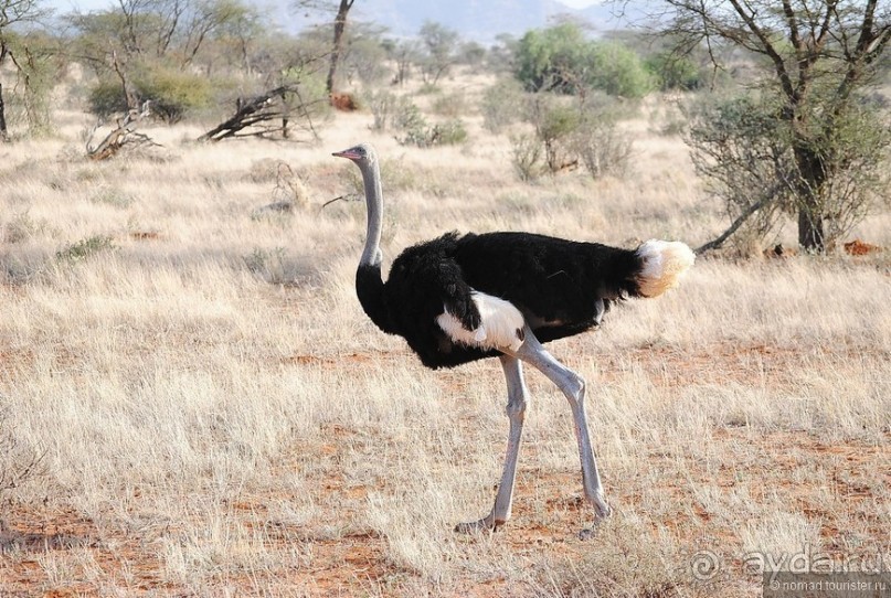 Акуна матата, или даешь сафари! Часть 2