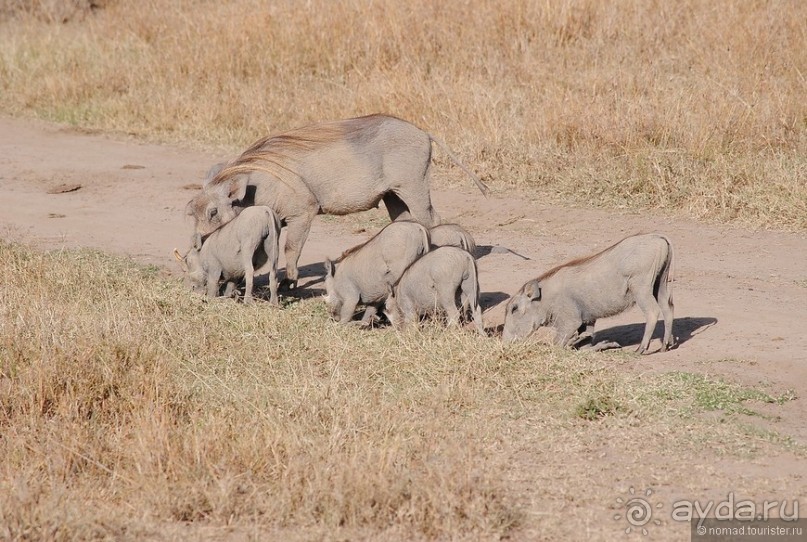 Акуна матата, или даешь сафари! Часть 2