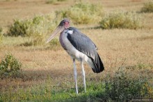 Акуна матата, или даешь сафари! Часть 2