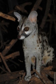 Акуна матата, или даешь сафари! Часть 2