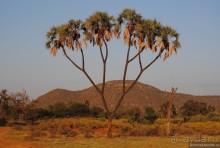 Акуна матата, или даешь сафари! Часть 2