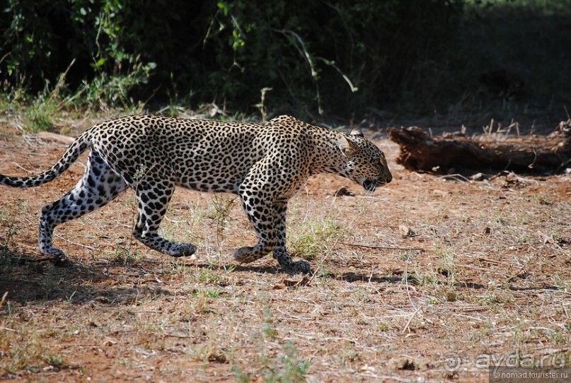 Акуна матата, или даешь сафари! Часть 2