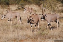 Акуна матата, или даешь сафари! Часть 2