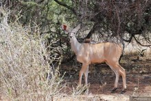 Акуна матата, или даешь сафари! Часть 2