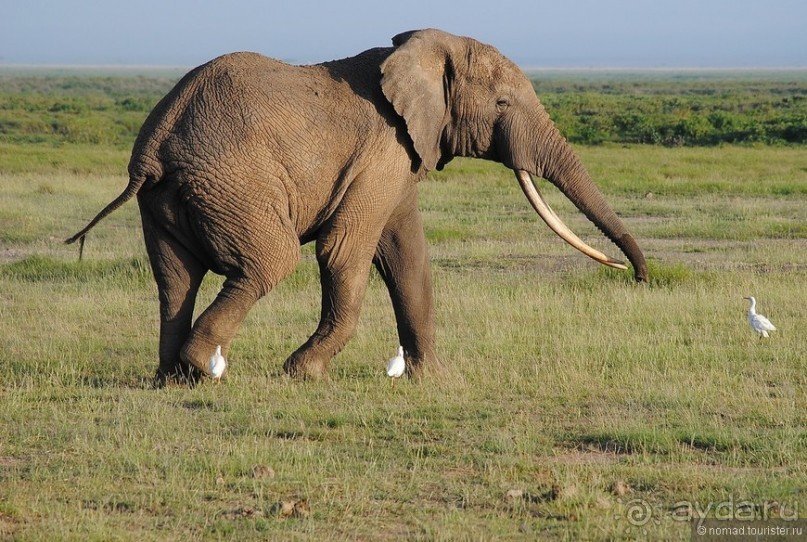 Акуна матата, или даешь сафари! Часть 2