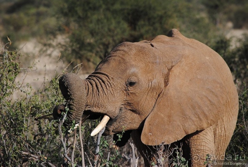Акуна матата, или даешь сафари! Часть 2