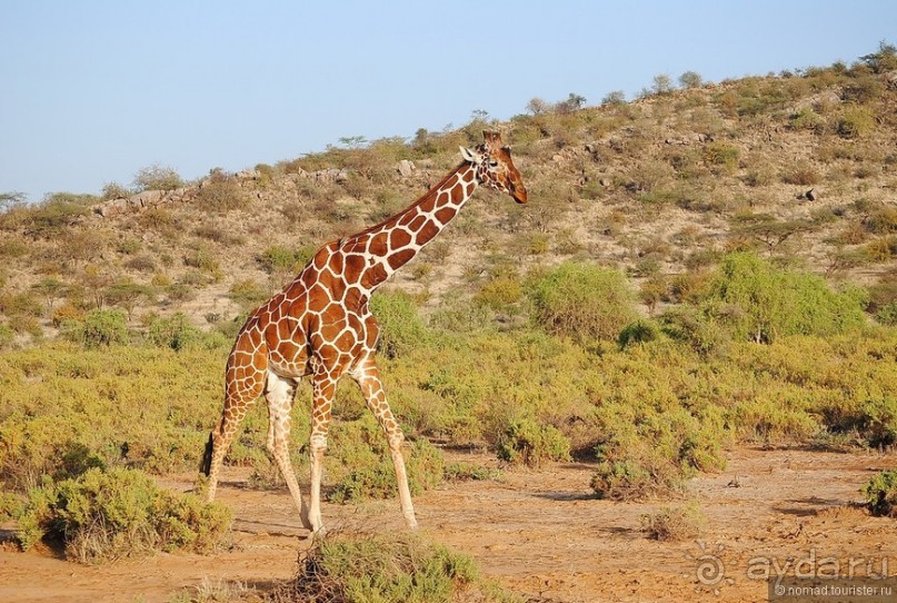 Акуна матата, или даешь сафари! Часть 2