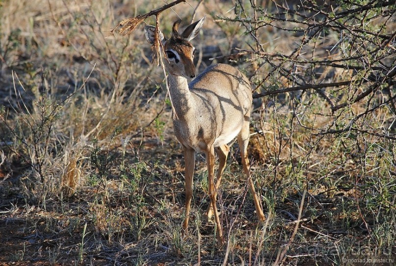 Акуна матата, или даешь сафари! Часть 2