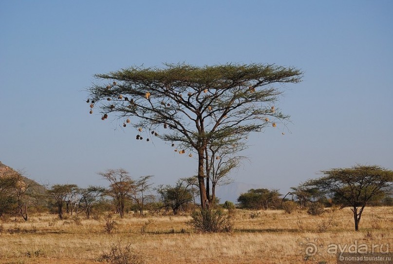 Акуна матата, или даешь сафари! Часть 2