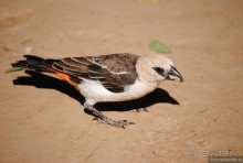 Акуна матата, или даешь сафари! Часть 2