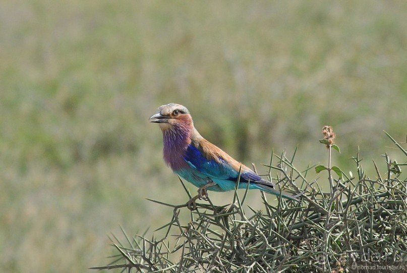 Акуна матата, или даешь сафари! Часть 2