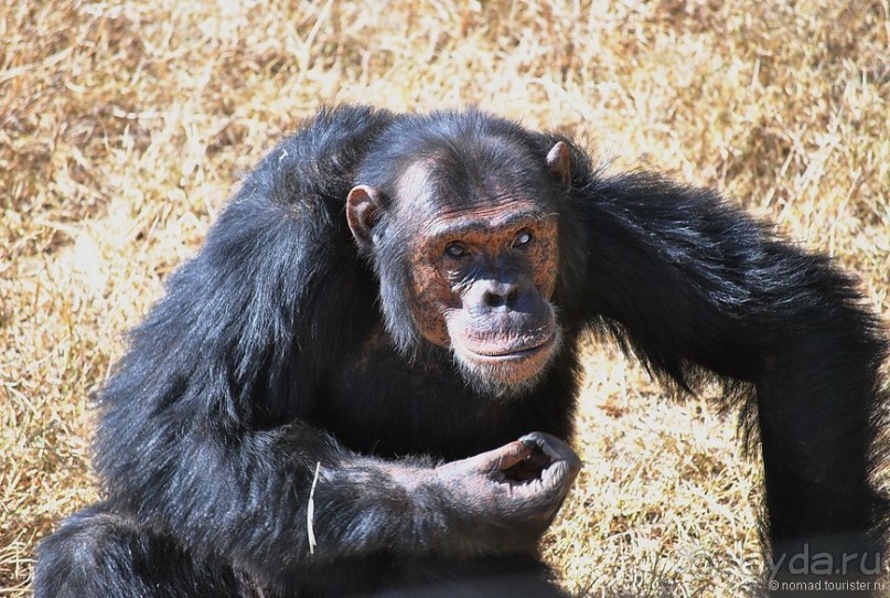 Акуна матата, или даешь сафари! Часть 2