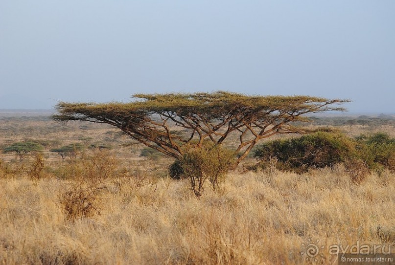 Акуна матата, или даешь сафари! Часть 2