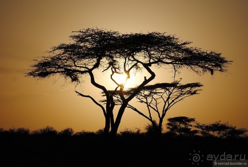 Акуна матата, или даешь сафари! Часть 2