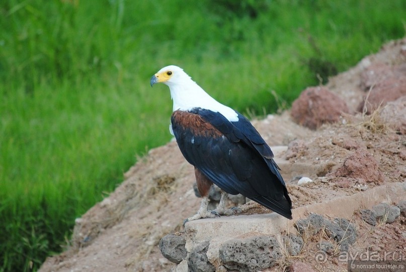 Акуна матата, или даешь сафари! Часть 2