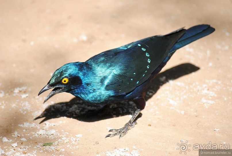 Акуна матата, или даешь сафари! Часть 2