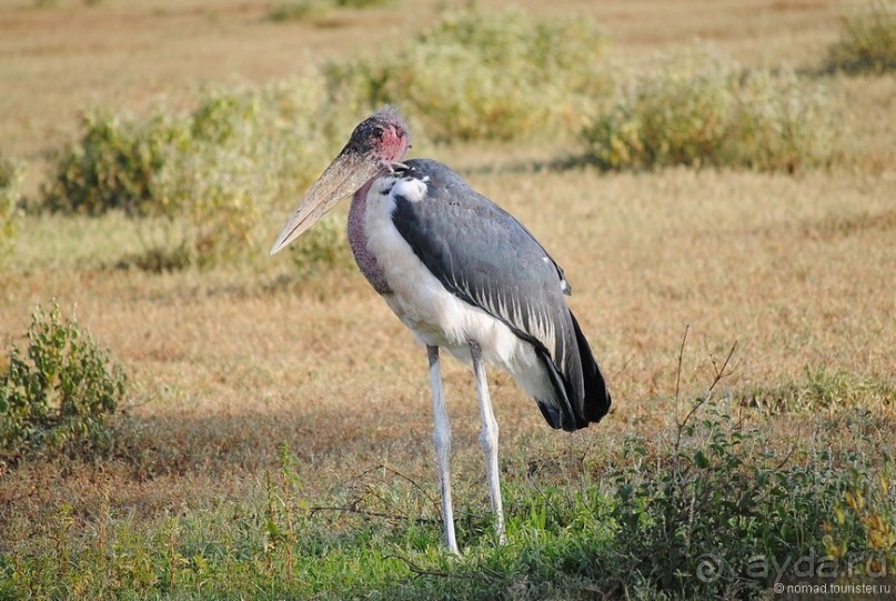 Акуна матата, или даешь сафари! Часть 2