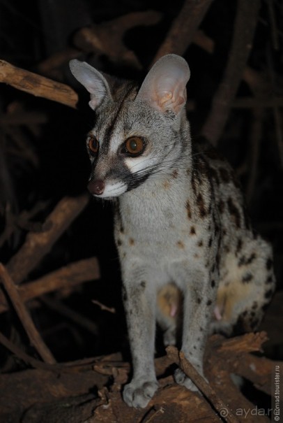 Акуна матата, или даешь сафари! Часть 2