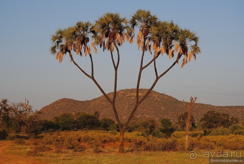 Акуна матата, или даешь сафари! Часть 2