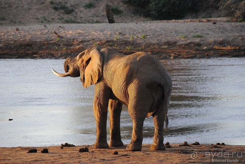 Акуна матата, или даешь сафари! Часть 2