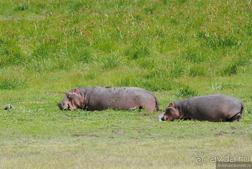 Акуна матата, или даешь сафари! Часть 2
