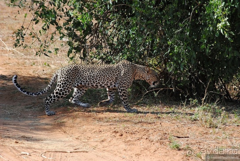 Акуна матата, или даешь сафари! Часть 2