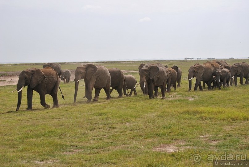 Акуна матата, или даешь сафари! Часть 2