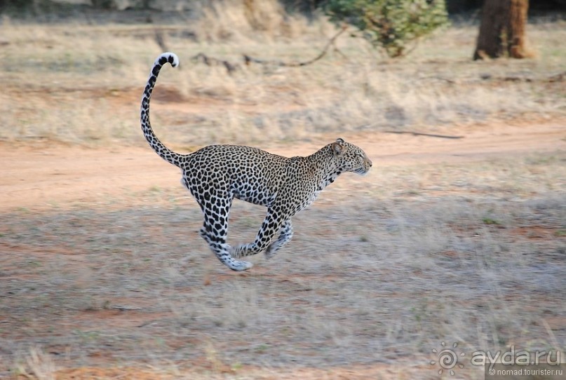 Акуна матата, или даешь сафари! Часть 2