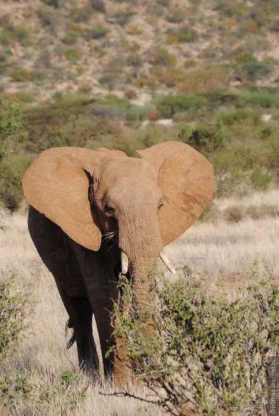 Акуна матата, или даешь сафари! Часть 2