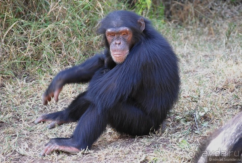 Акуна матата, или даешь сафари! Часть 2