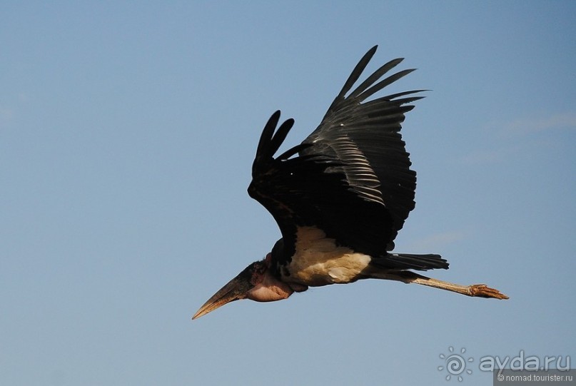 Акуна матата, или даешь сафари! Часть 2