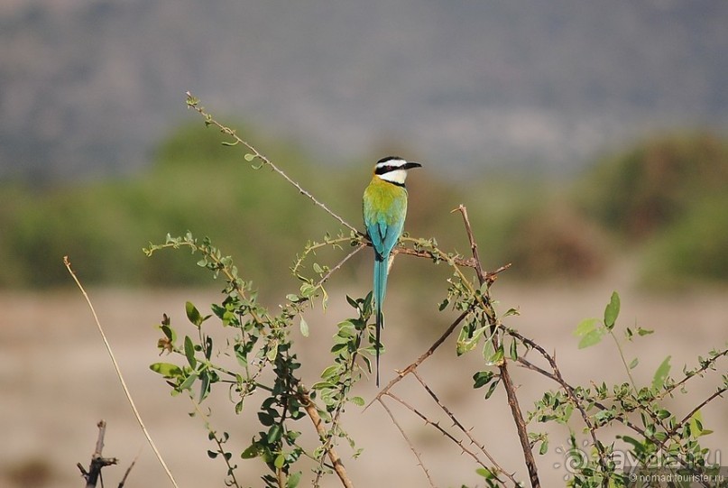 Акуна матата, или даешь сафари! Часть 2