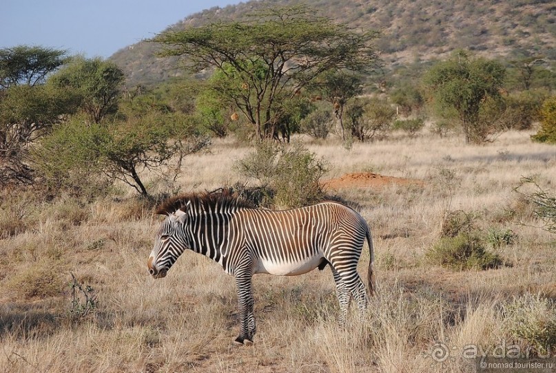 Акуна матата, или даешь сафари! Часть 2