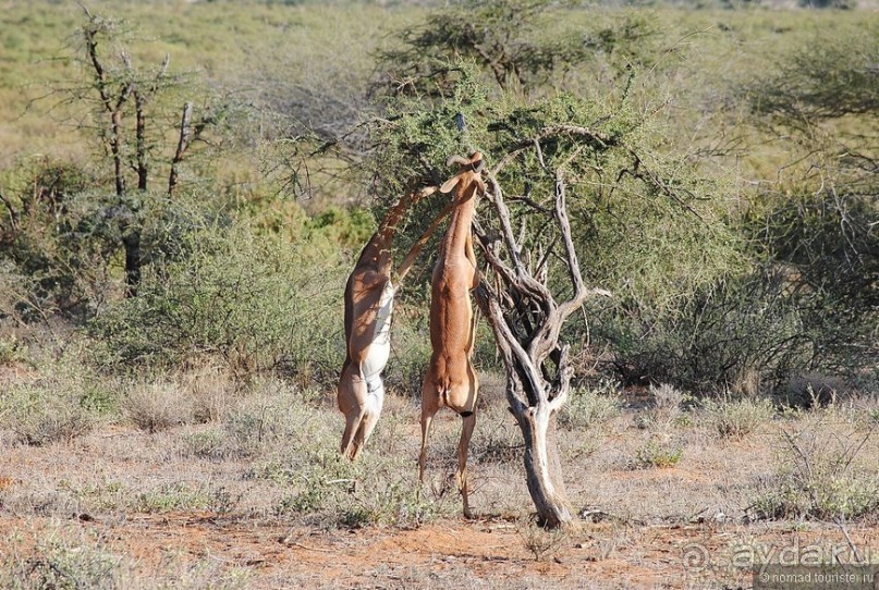 Акуна матата, или даешь сафари! Часть 2