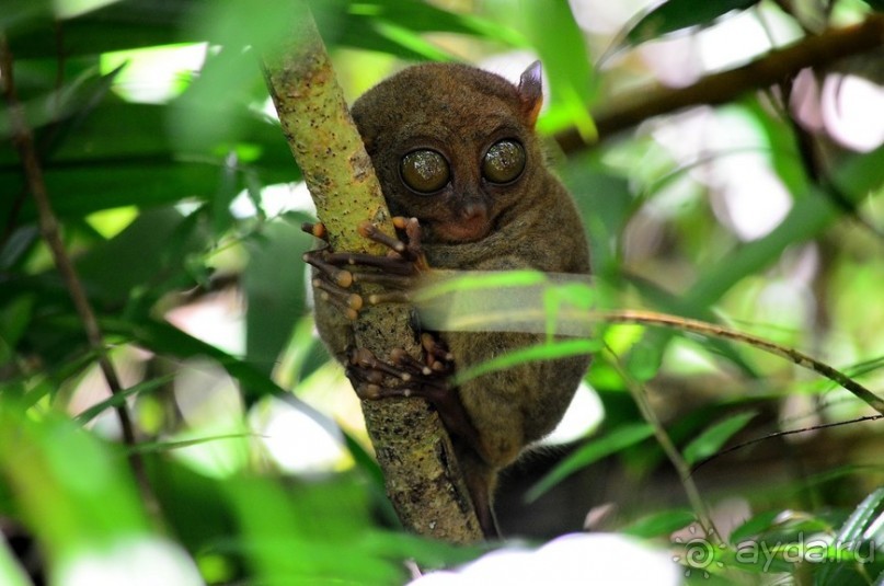 По филиппинским городам и весям. Часть 2